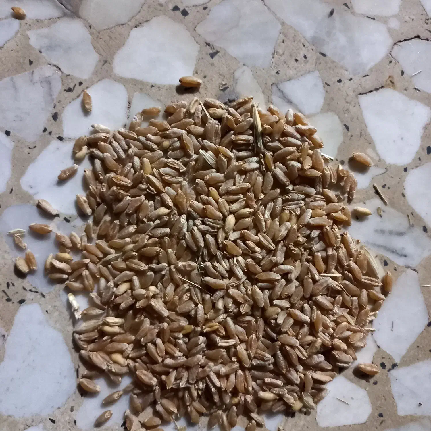 گندم دهدشت.کود سفید.کود فسفات ساده|خدمات باغبانی و درختکاری|سرپل ذهاب, |دیوار