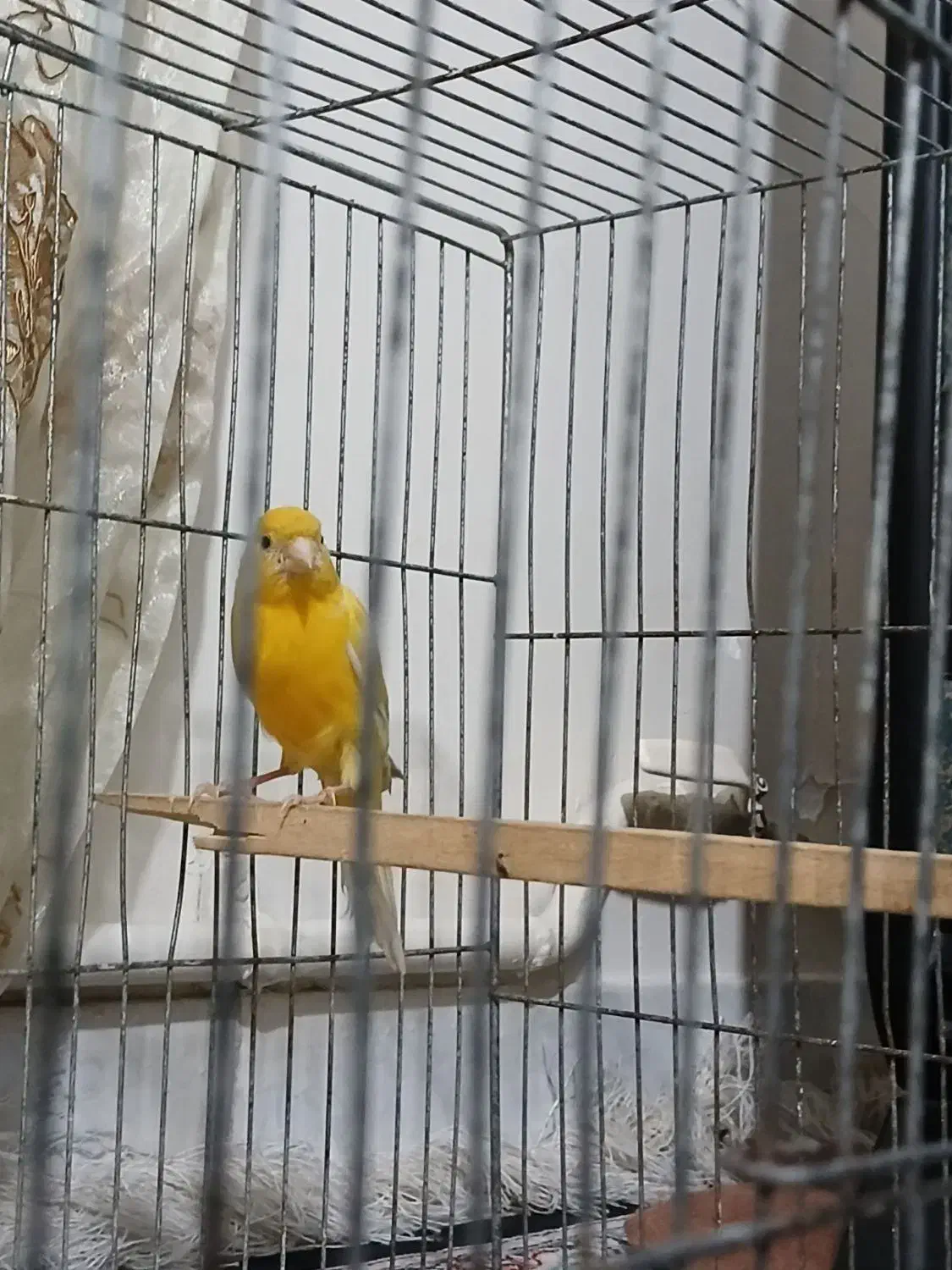 قناری نر معاوضه|پرنده|تهران, انبار نفت|دیوار