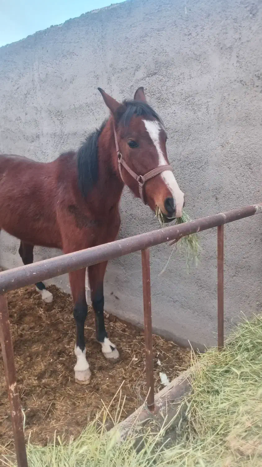 مادیون کرد رقاص|اسب و تجهیزات اسب‌سواری|ورامین, ورامین|دیوار