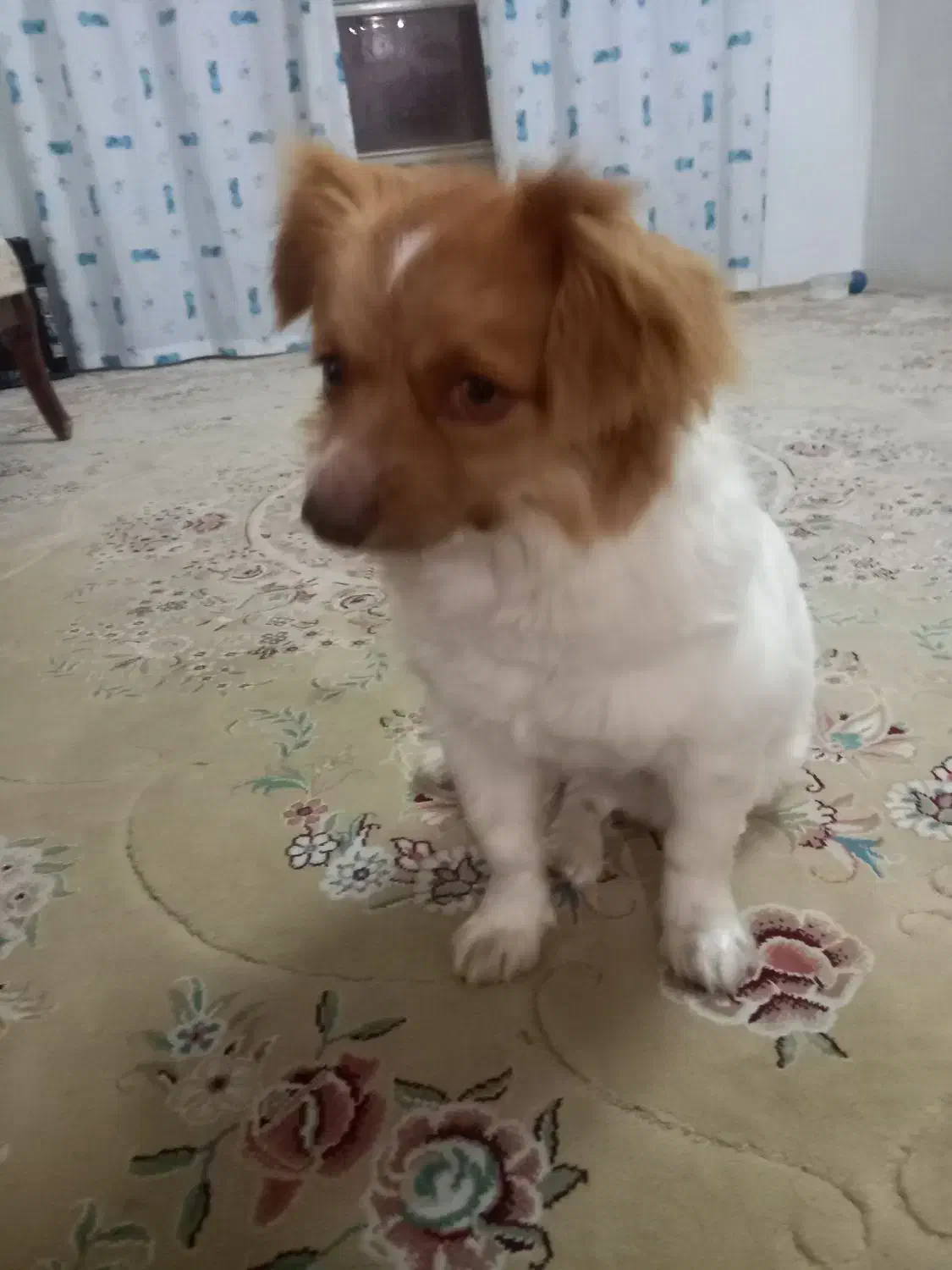 مژدگانی خوب برای یابنده|حیوانات|بسطام, |دیوار