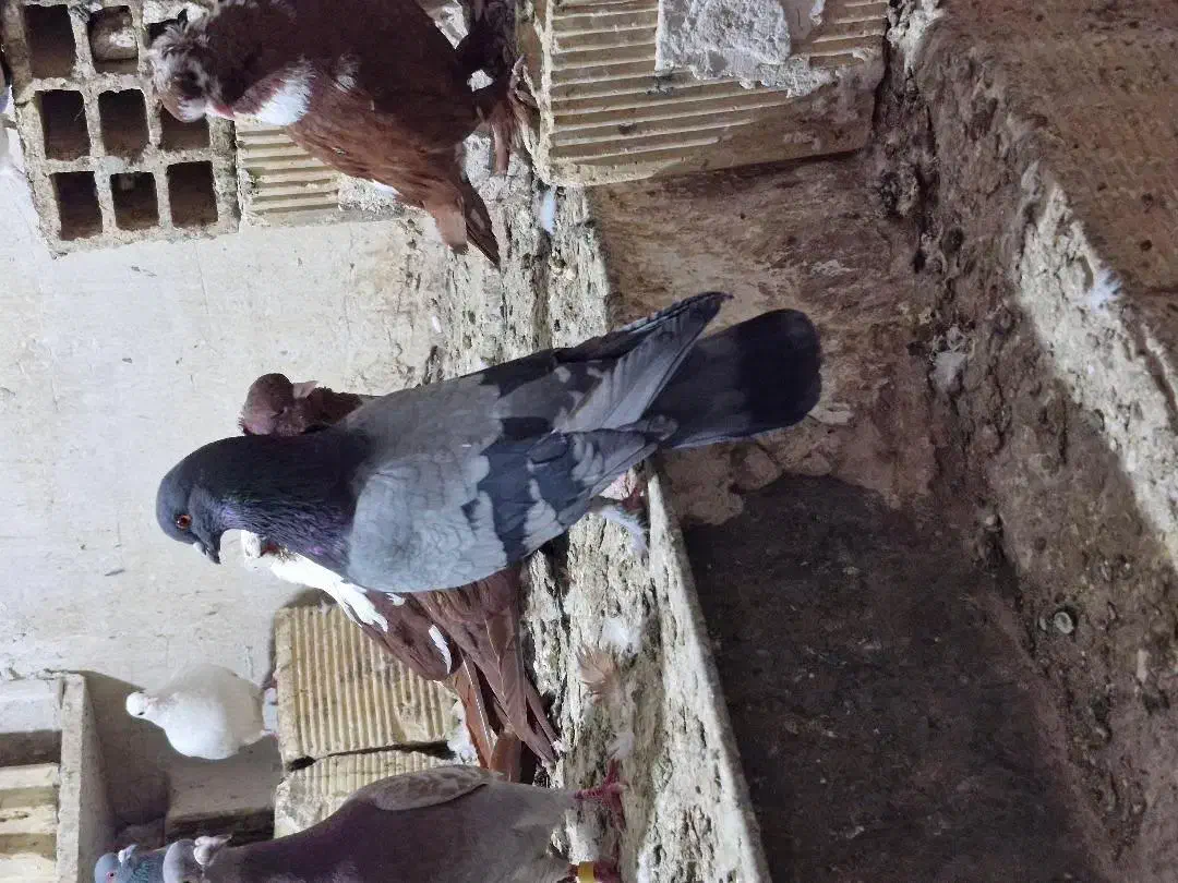 کبوتر فرار|پرنده|اردبیل, |دیوار