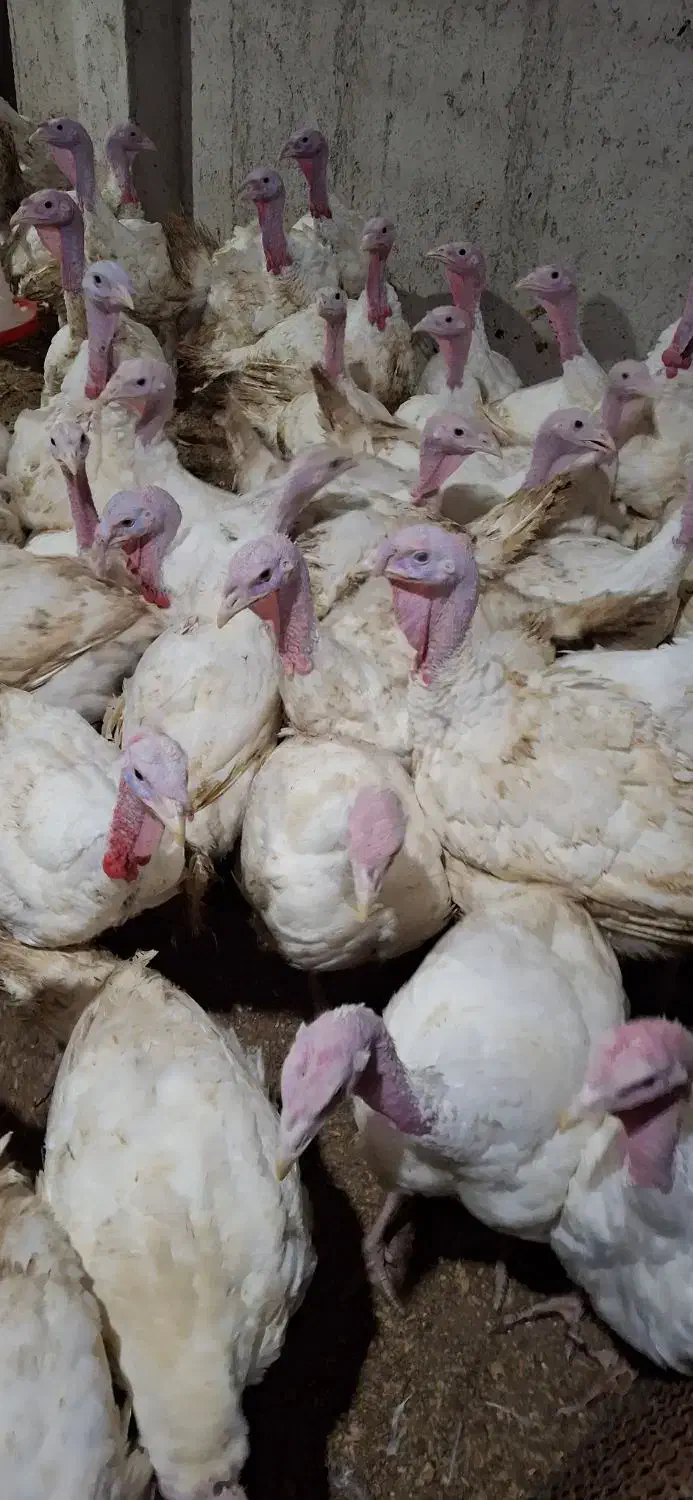 بوقلمون بیوتی۶|حیوانات مزرعه|لولمان, |دیوار