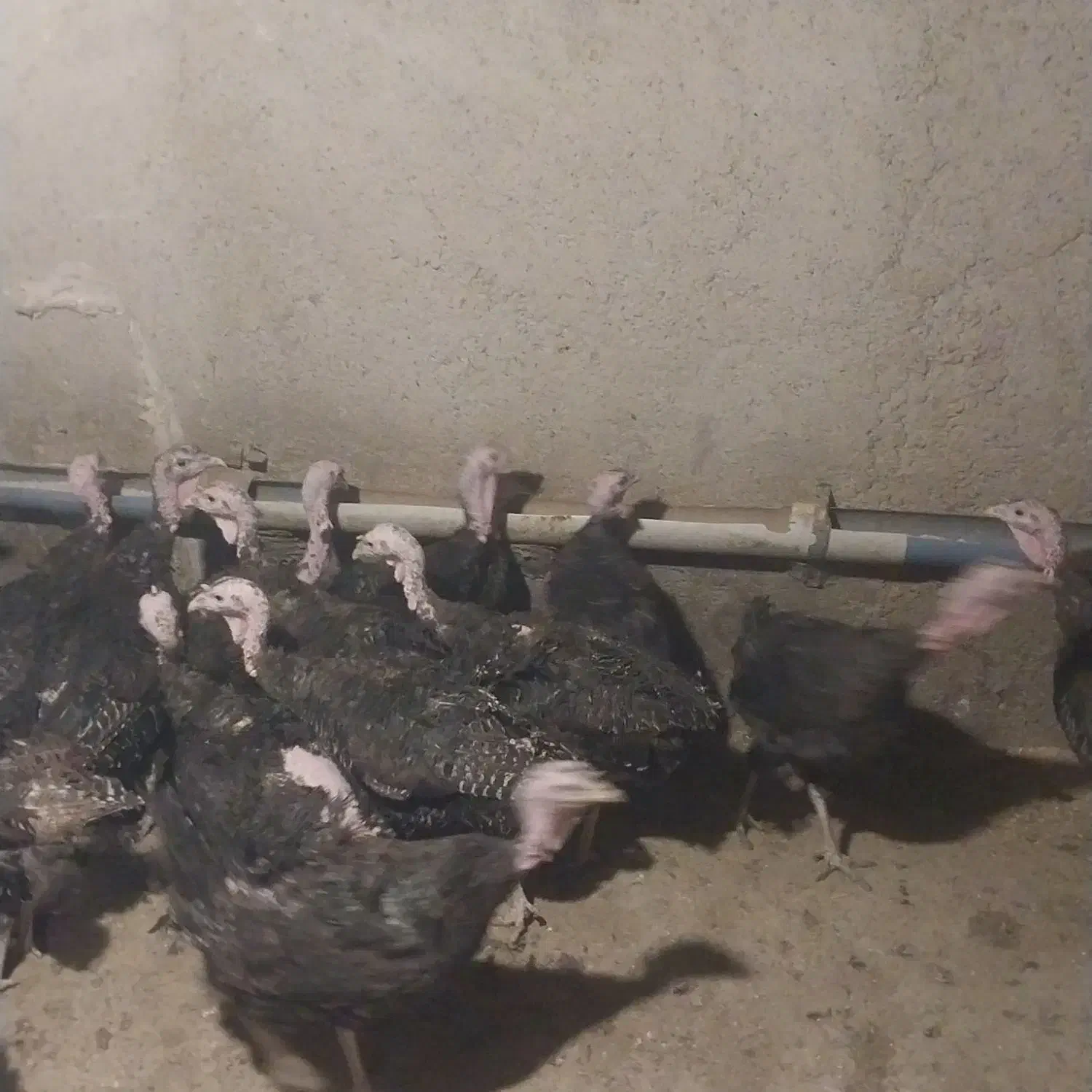 بوقلمون ماده پایان دوره(ازتخم رفته)|حیوانات مزرعه|تهران, فردوسی|دیوار