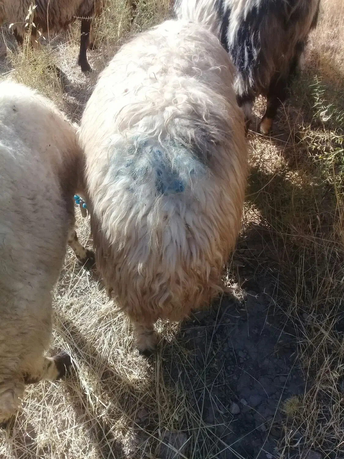 گوسفند خشک هی وه ورن|حیوانات مزرعه|چرداول, |دیوار