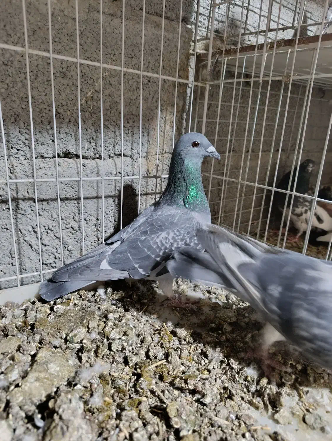 کبوتر آلمانی کیلومتری اصل|پرنده|بمپور, |دیوار