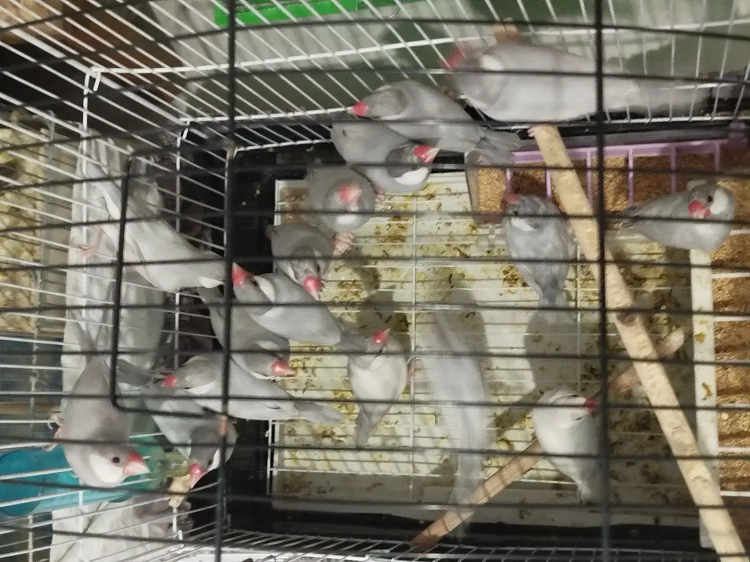 فنچ نرگسی|پرنده|شیراز, سرو|دیوار