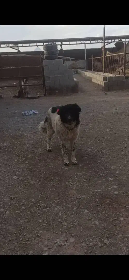 سگ لاس|سگ|پیر بکران, |دیوار