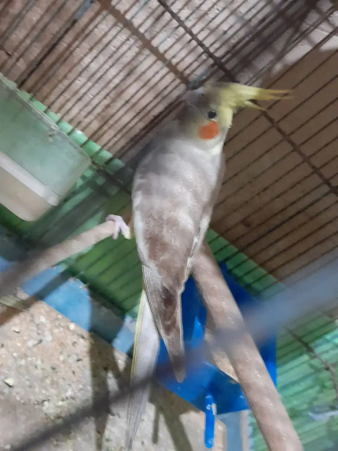 عروس هلندی|پرنده|ساوه, |دیوار