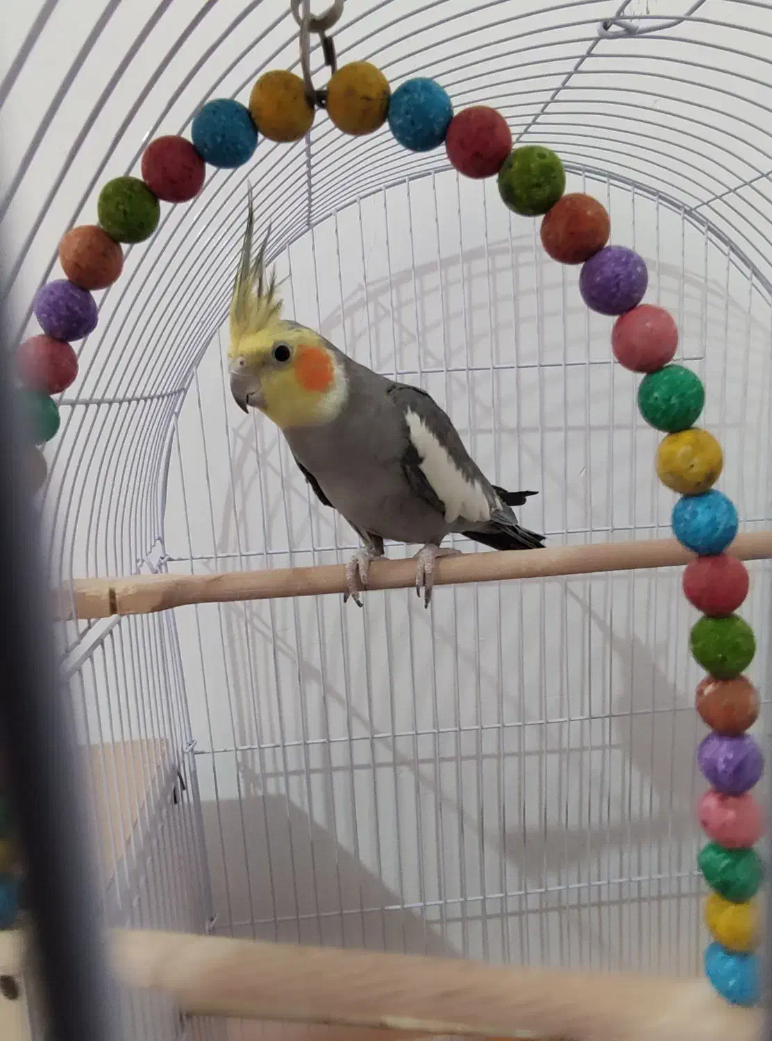 عروس هلندی نر سخنگو|پرنده|تربت جام, مسکن مهر|دیوار