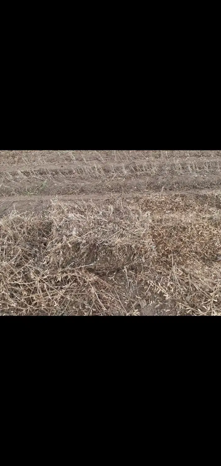 پرس بندی شده سویا|خدمات باغبانی و درختکاری|پارسآباد, |دیوار