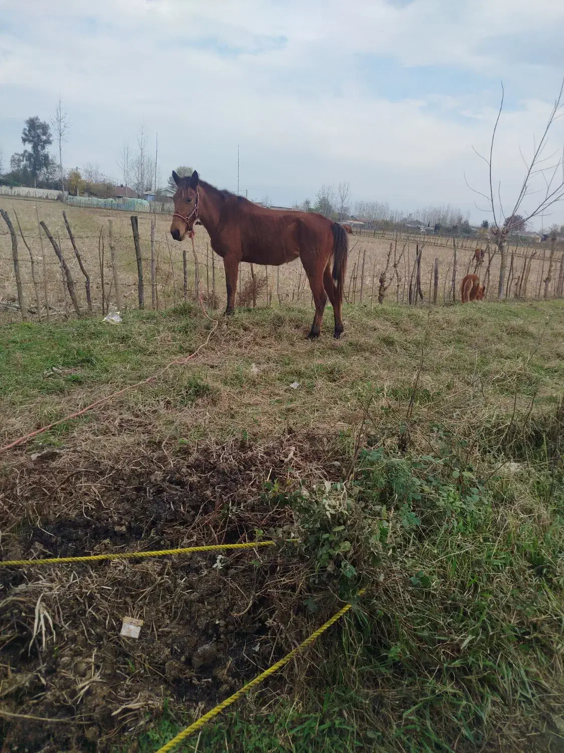اسب مادیان با کره مادیان|اسب و تجهیزات اسبسواری|ماسال, |دیوار