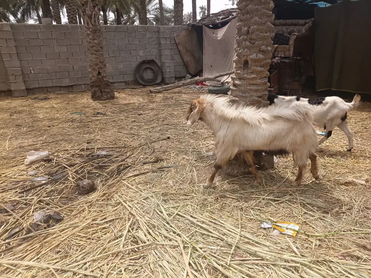 بز فحل|حیوانات مزرعه|خرمشهر, |دیوار
