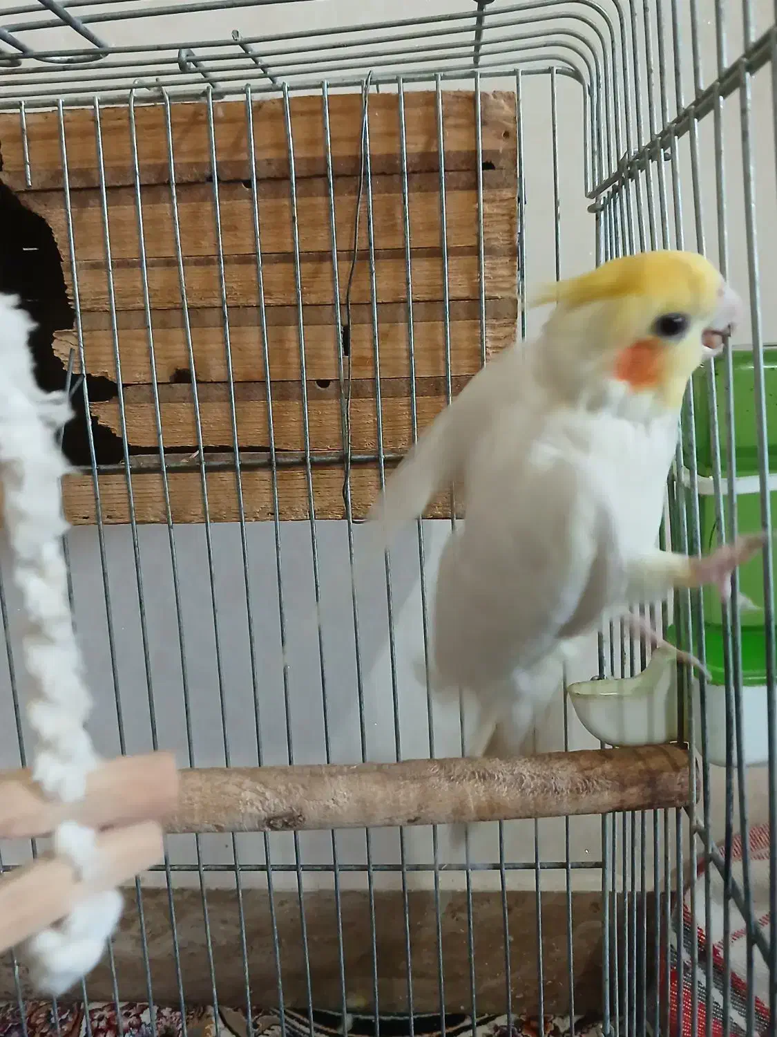 عروس هلندی نر مست مست بالغ|پرنده|ماهدشت, |دیوار