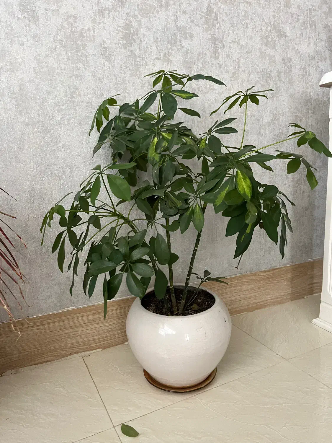 گل آپارتمانی|گل و گیاه طبیعی|صدرا-فارس, فاز ۱|دیوار