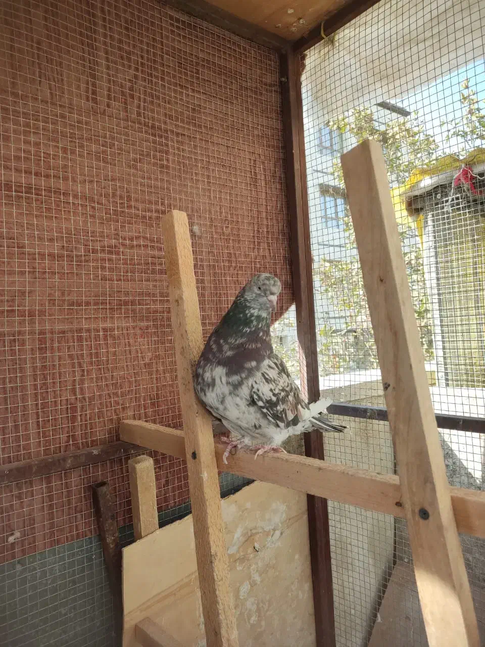 کبوترسورورانباری|پرنده|تهران, نازیآباد|دیوار