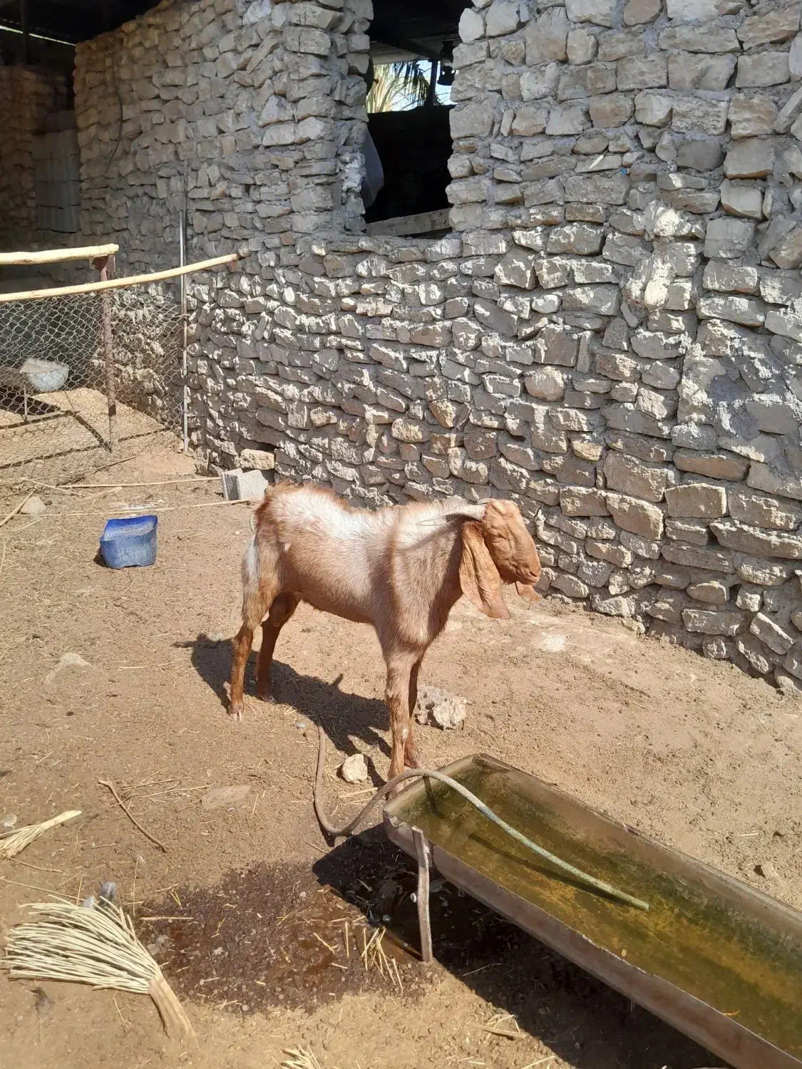کهره نر (پازن )|حیوانات مزرعه|اهرم, |دیوار