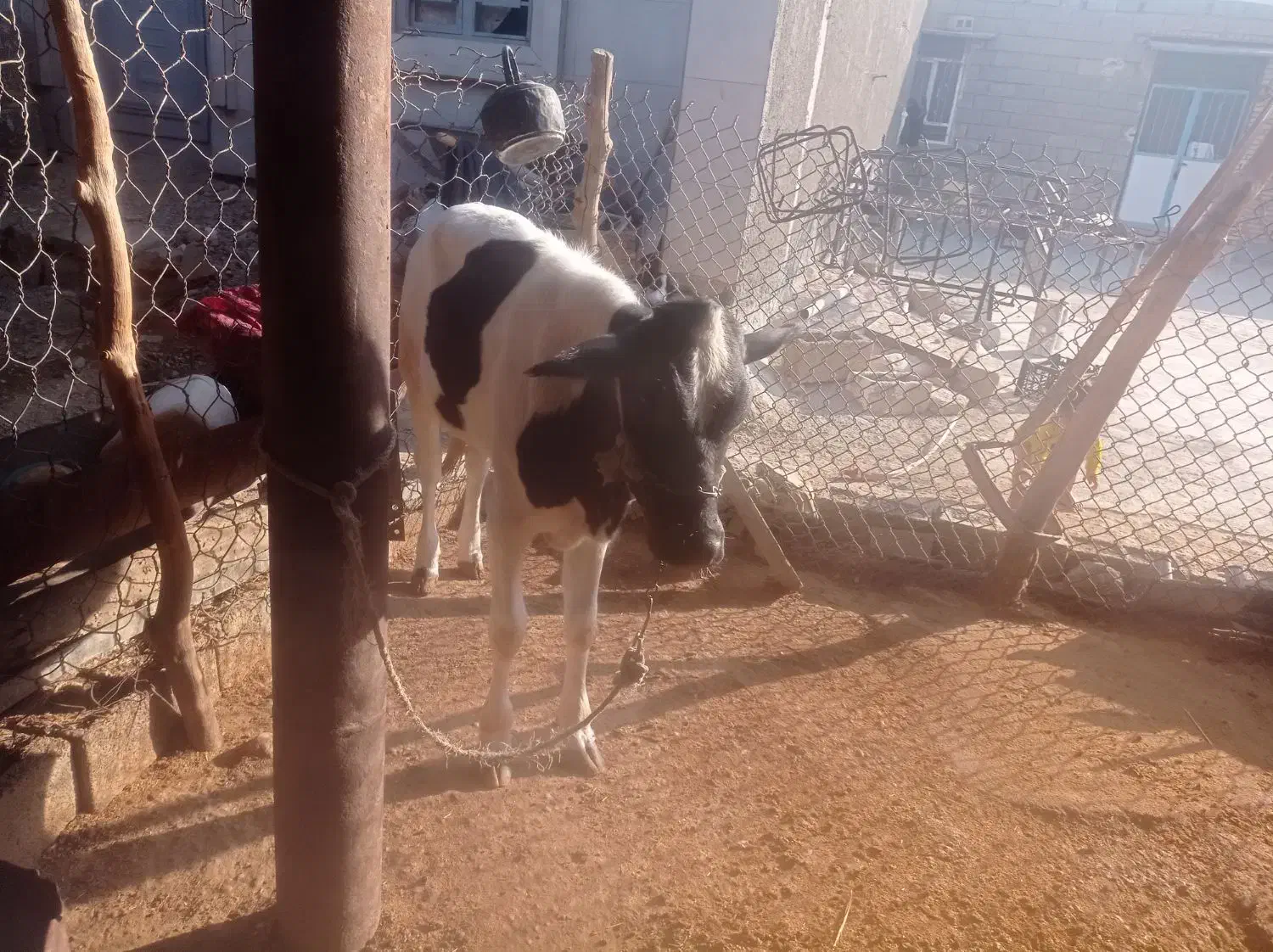 فروش گاو و گوساله|حیوانات مزرعه|بهبهان, |دیوار