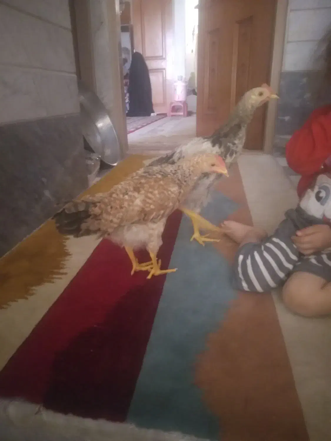 جوجه|حیوانات مزرعه|قم, نیروگاه|دیوار