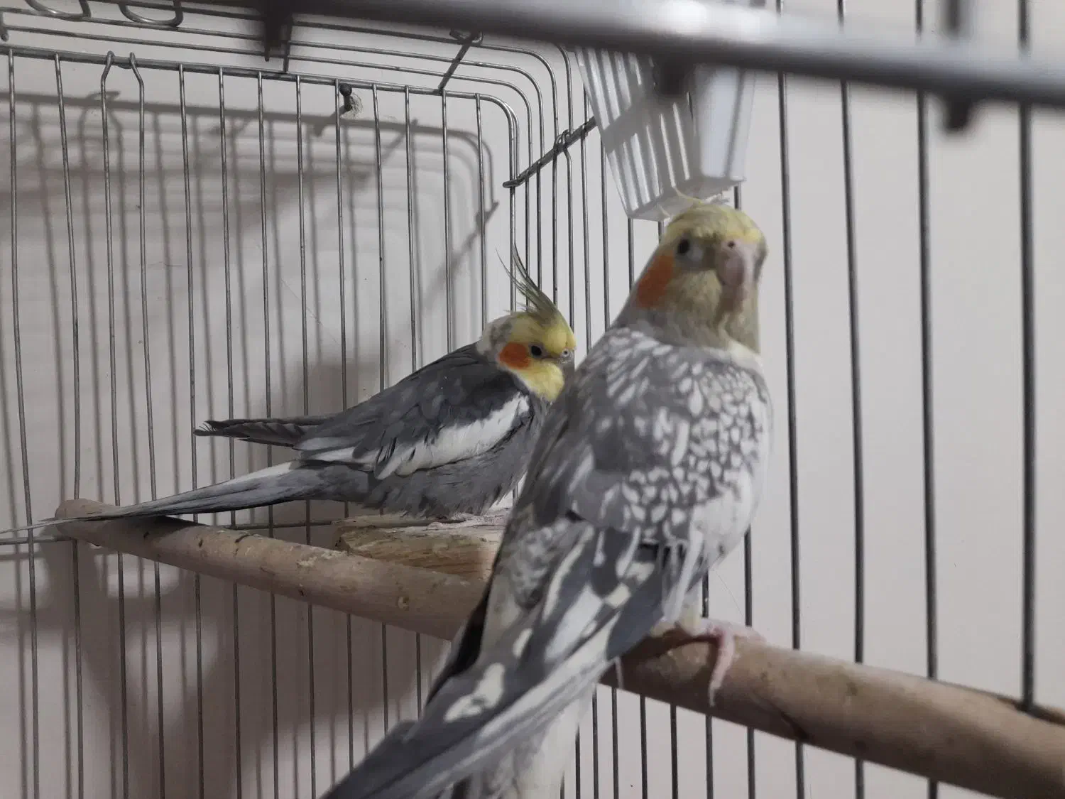 عروس هلندی نروماده|پرنده|مشکین‌دشت, |دیوار