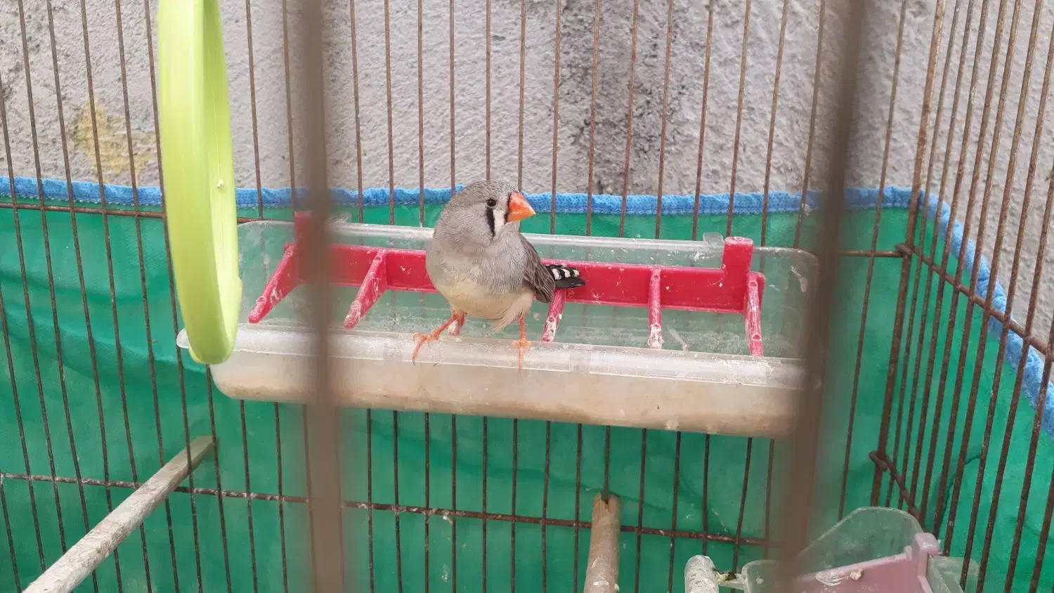 یک عددفنج ماده|پرنده|اردبیل, |دیوار