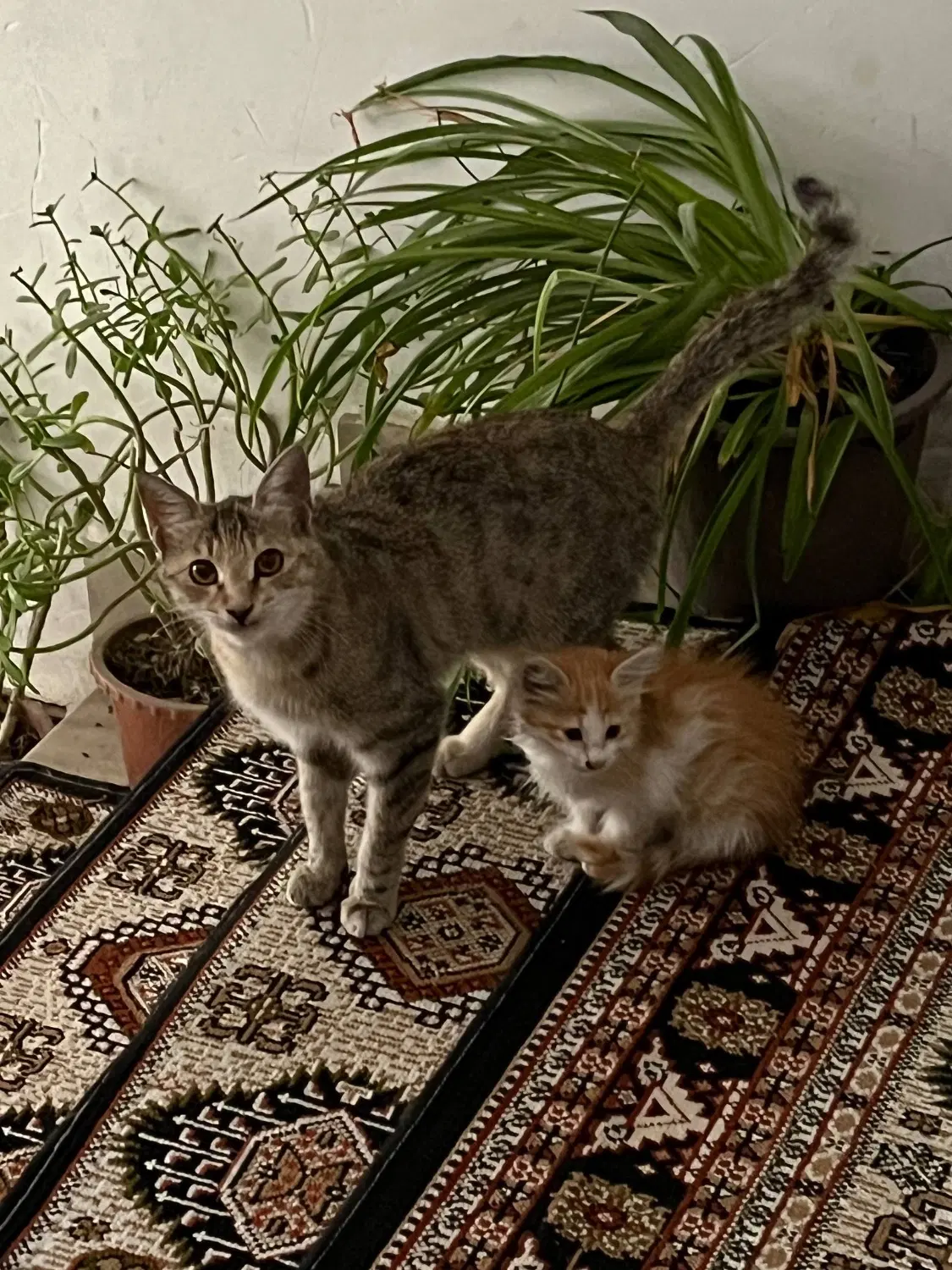 گربه|گربه|اردبیل, |دیوار