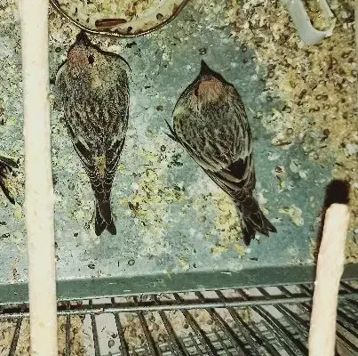 فروش گلبسر|پرنده|ارسنجان, |دیوار