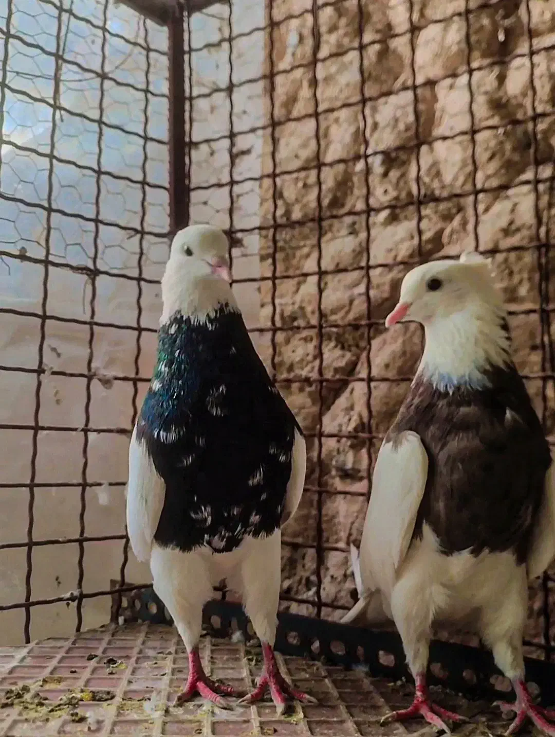 کفتر طوقی دونه 500|پرنده|مهریز, |دیوار