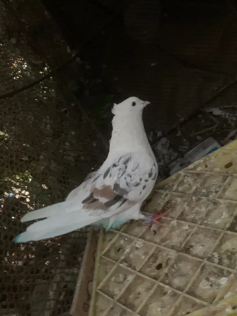 پشتی پشت سور|پرنده|کهنوج, |دیوار