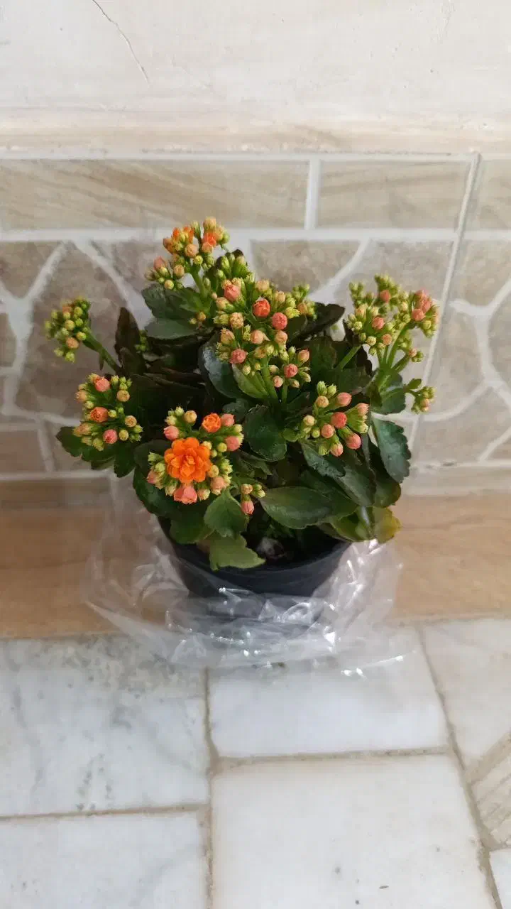 گل طبیعی|گل و گیاه طبیعی|زابل, |دیوار