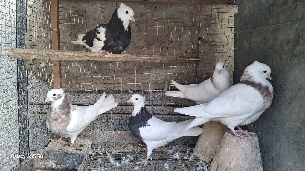 کبوتر طوقی|پرنده|خمینی‌شهر, |دیوار