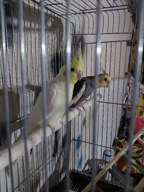 طوطی عروس مولد|پرنده|چغادک, |دیوار