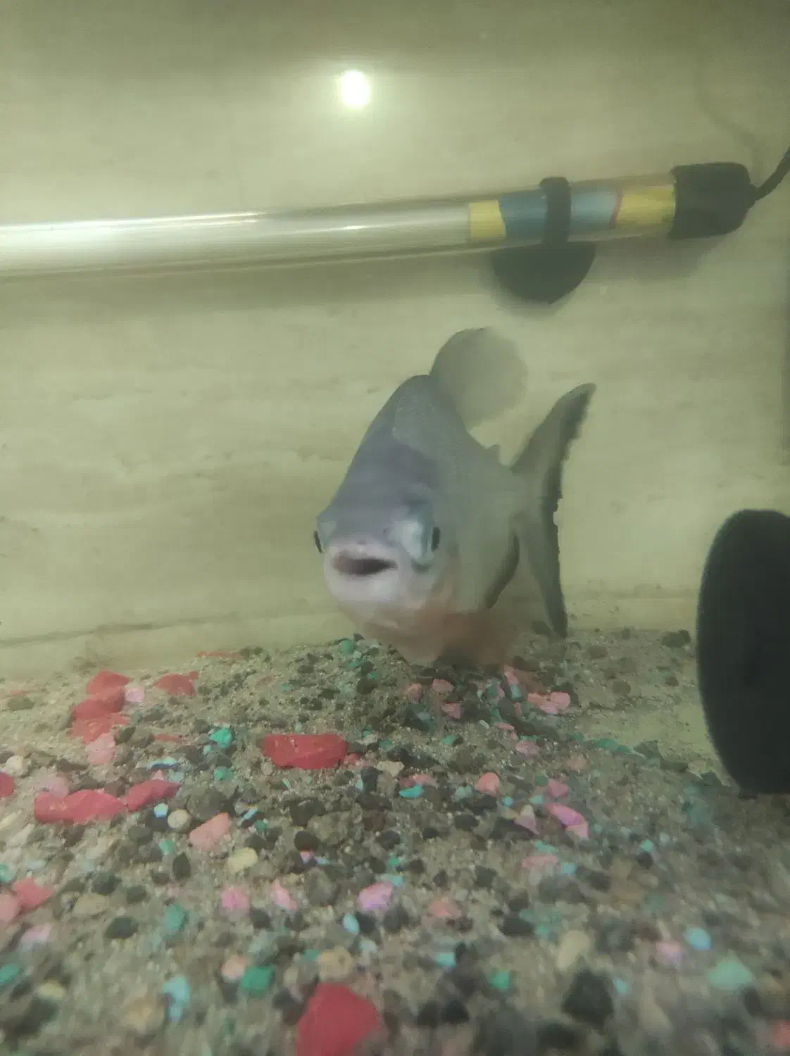 چند عدد ماهی|ماهی|رشت, پیرکلاچای|دیوار