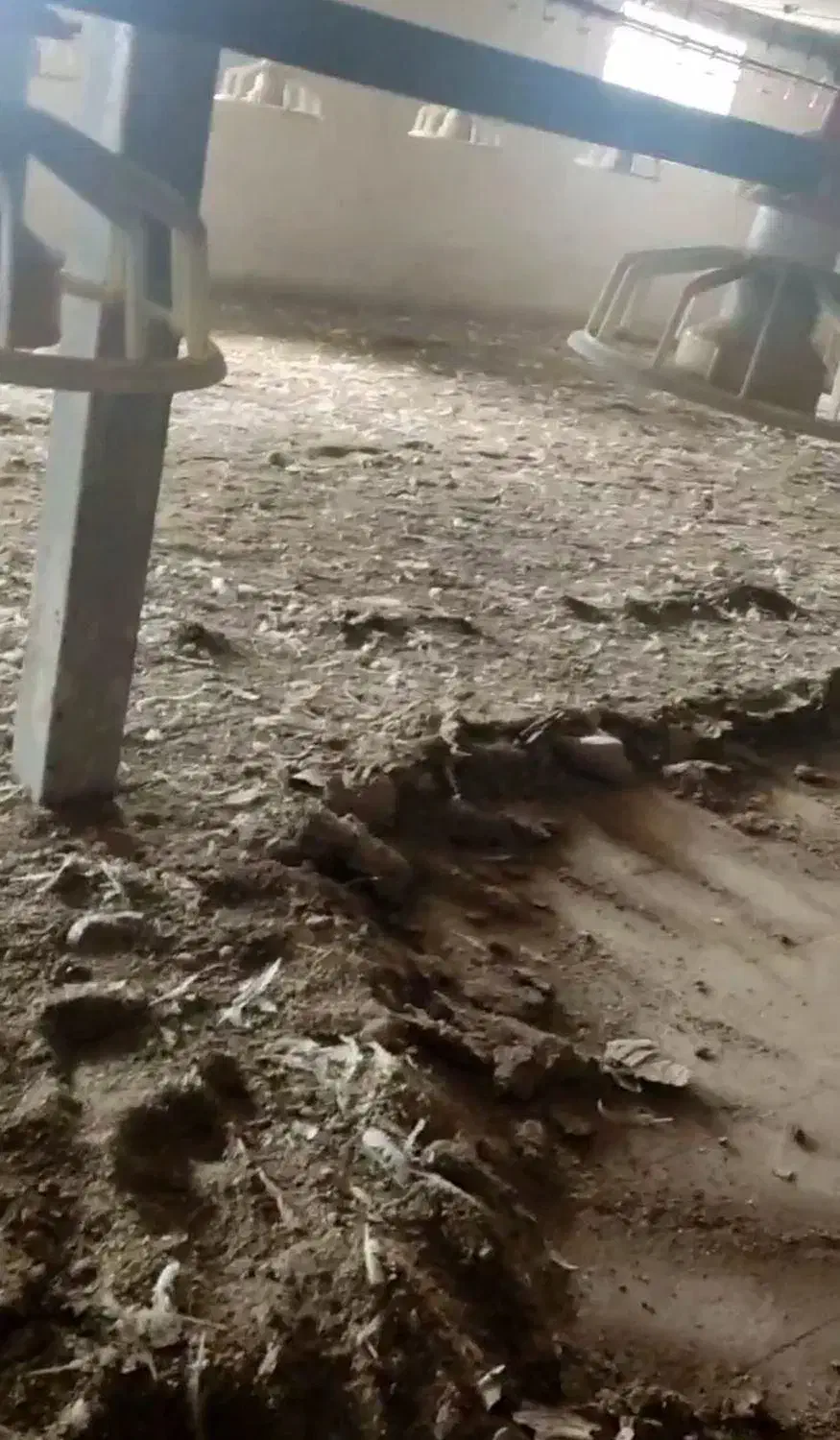 کود مرغی|خدمات باغبانی و درختکاری|میناب, |دیوار