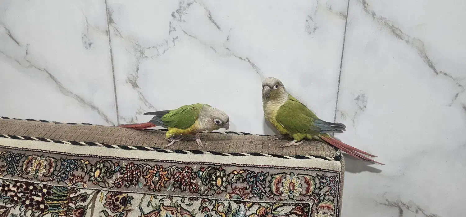 پرنده طوطی گرینچیک|پرنده|قم, علی آباد|دیوار