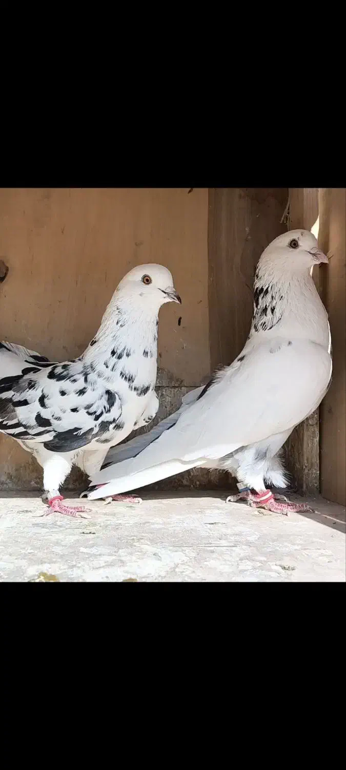 کبوتر پرشی|پرنده|فاضل آباد, |دیوار