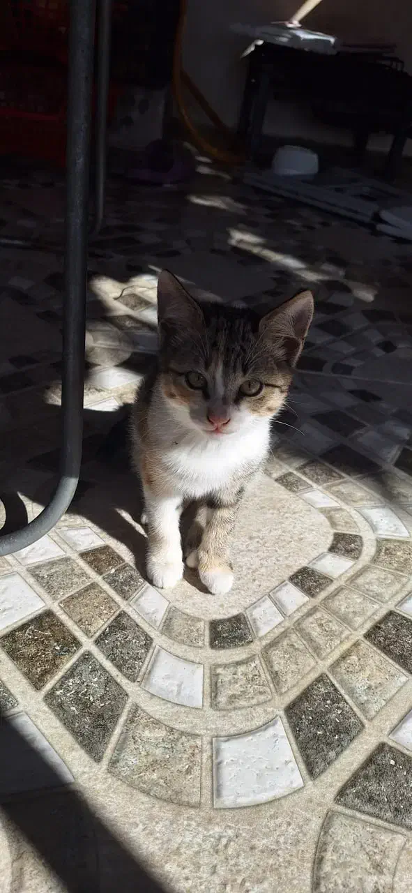 واگذاری گربه|گربه|زرگرشهر, |دیوار