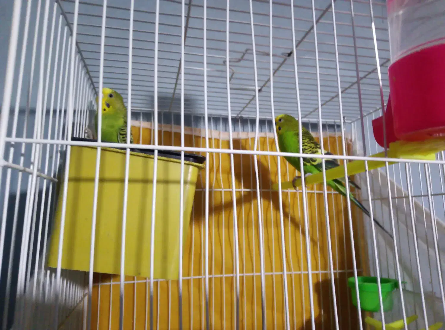 مرغ عشق|پرنده|بیرجند, |دیوار