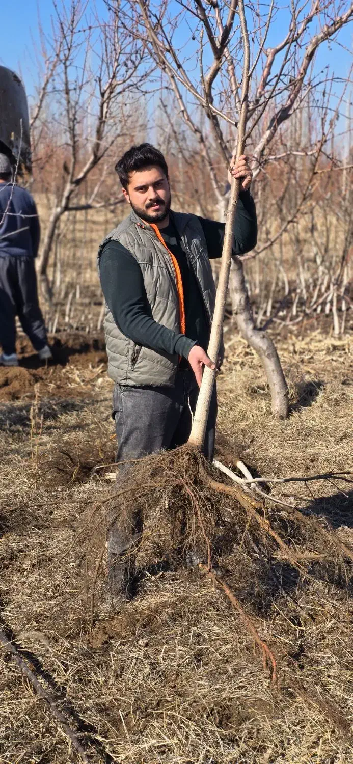 نهال گردو مقاوم و اقتصادی|خدمات باغبانی و درختکاری|مریوان, |دیوار
