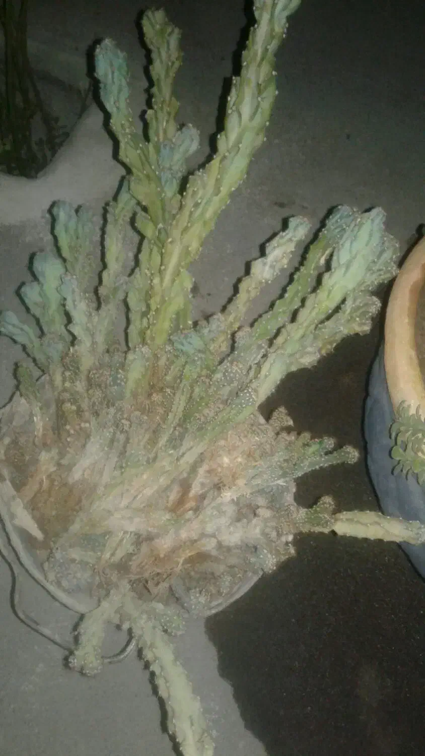 کاکتوس صخره ای|گل و گیاه طبیعی|خوی, |دیوار