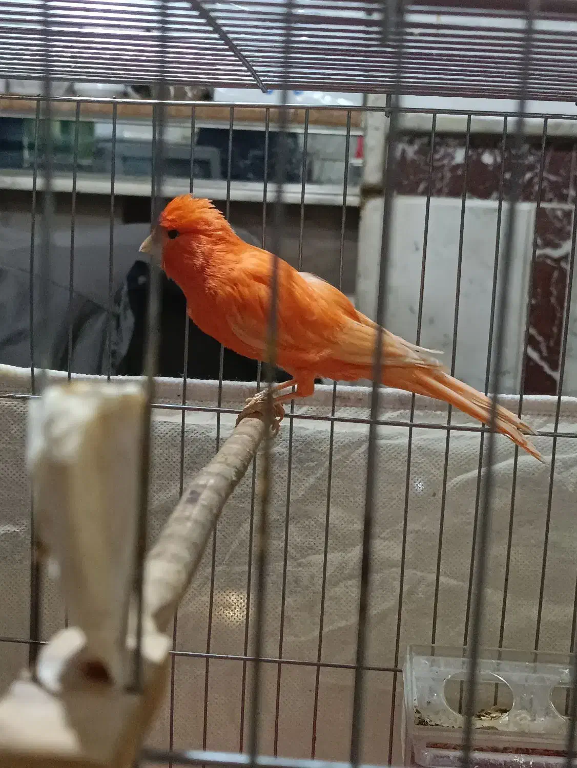 قناری سوپر قرمز|پرنده|تبریز, |دیوار