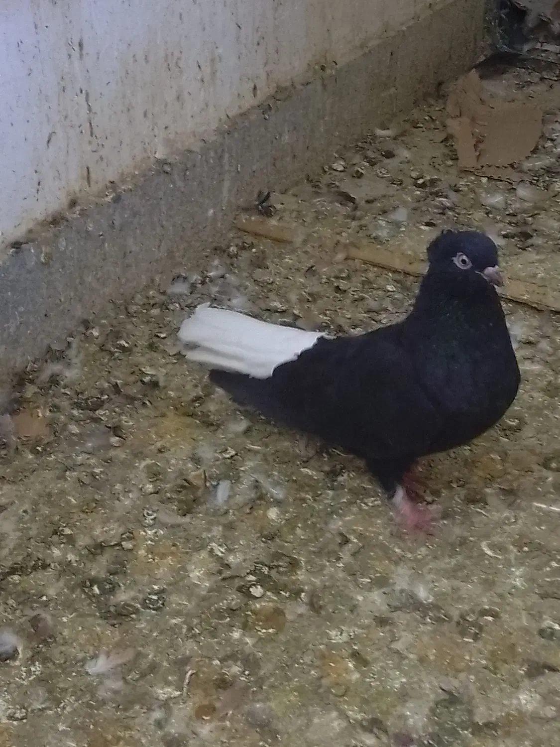 کبوتر کرمانشاه ، زاغ دمسفید|پرنده|شهریار, شهرک بهاران (ویره)|دیوار