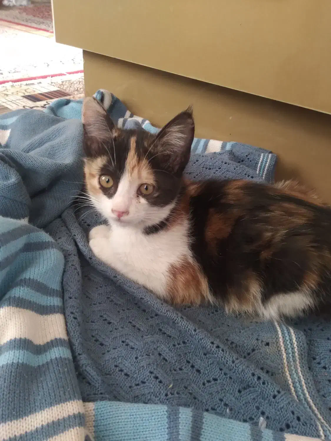 بچه گربه..دو ماهه|گربه|سبزوار, اسلام آباد|دیوار