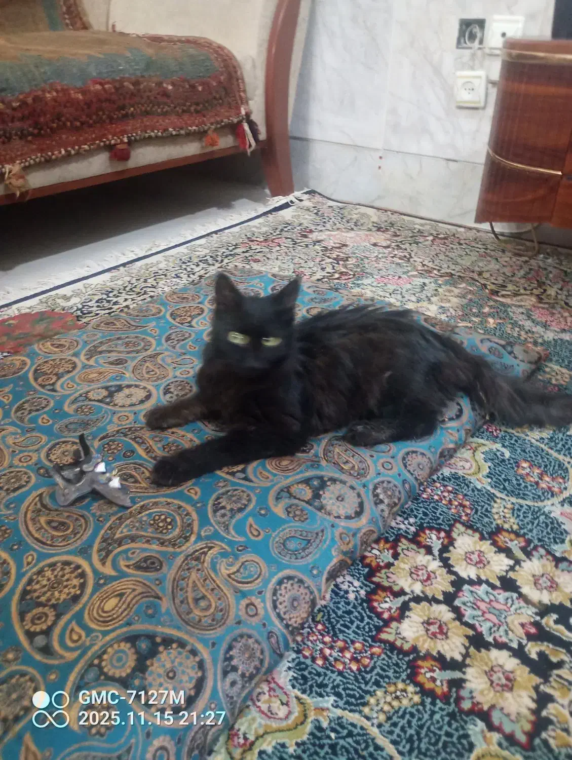 گربه سیاه پیدا شده|گربه|کرمان, |دیوار