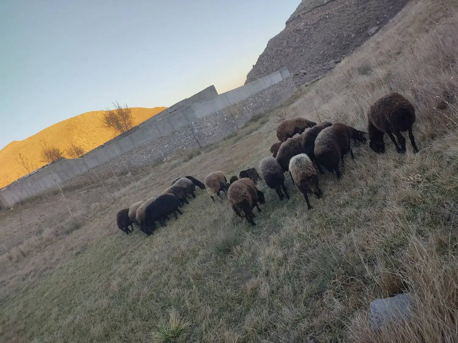 گوسفند دشتی و دامازدیخ|حیوانات مزرعه|سراب, |دیوار