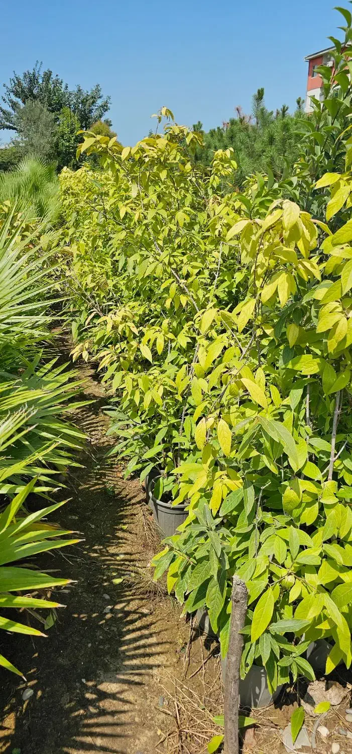 گل یخ|گل و گیاه طبیعی|نوشهر, |دیوار