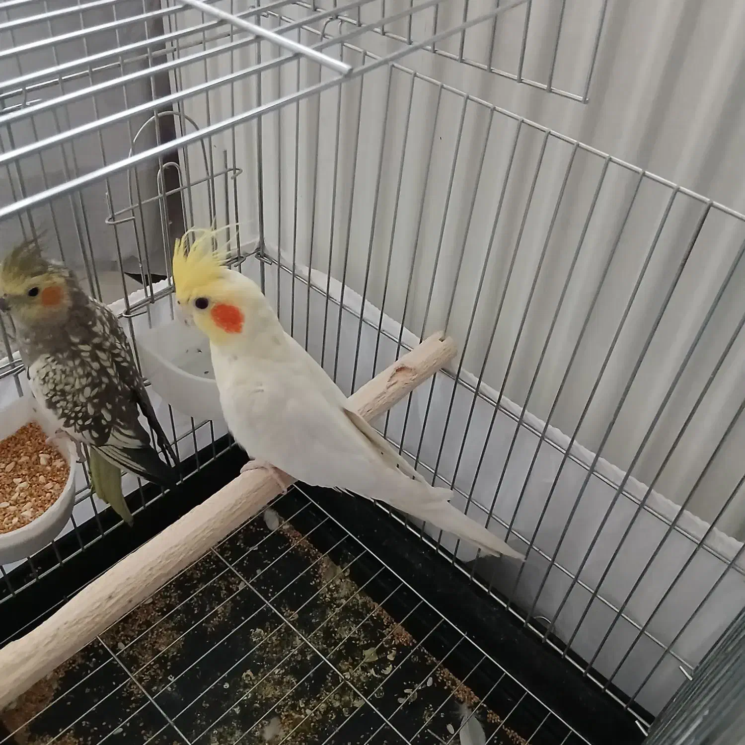 یک جفت عروس هلندی دستی|پرنده|تهران, جوادیه تهرانپارس|دیوار