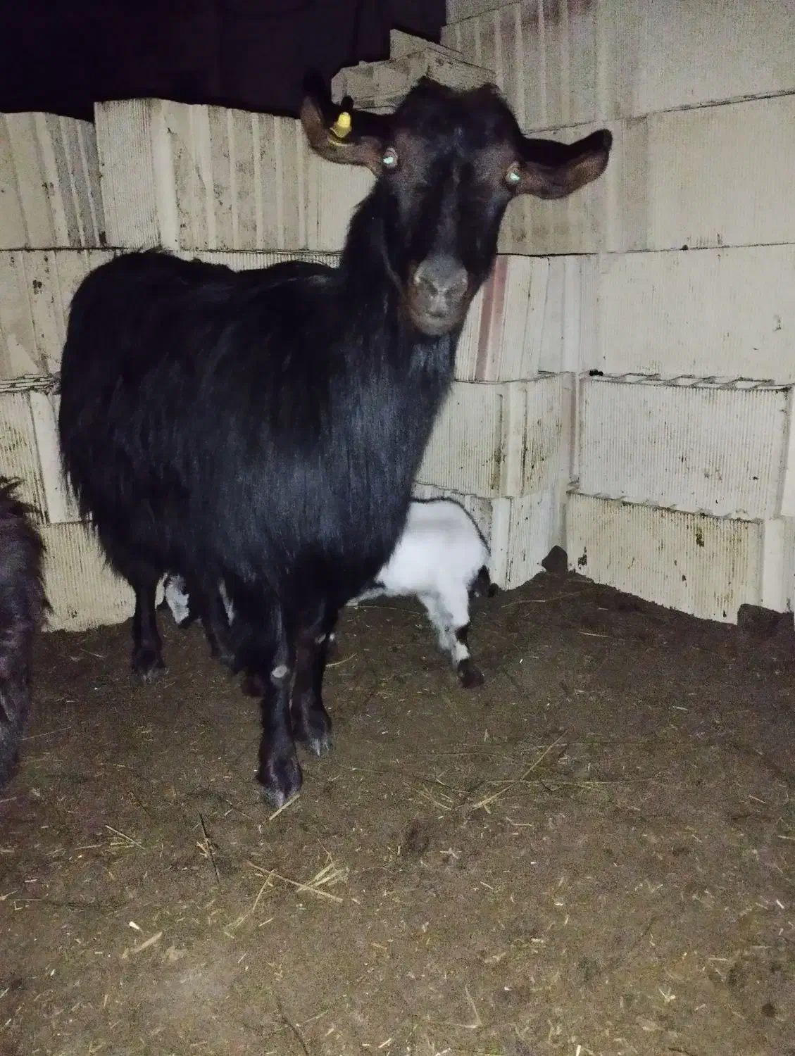 بز دورگ محلی|حیوانات مزرعه|آزادشهر, |دیوار