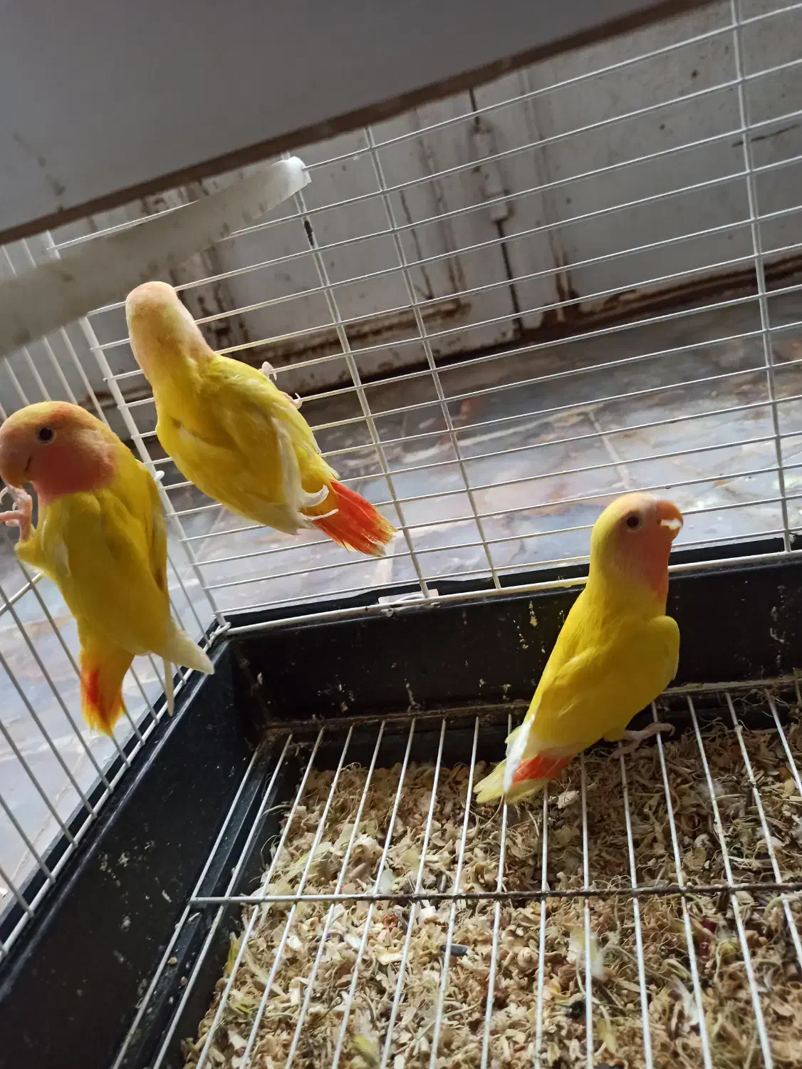 طوطی کوتوله برزیلی|پرنده|رفسنجان, |دیوار