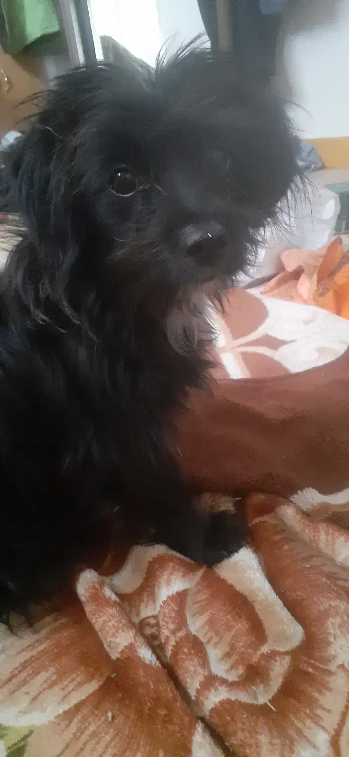 شیتزو|سگ|شهرضا, |دیوار