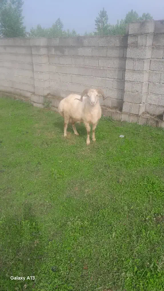 گوسفند زنده|حیوانات مزرعه|رشت, سیا اسطلخ|دیوار